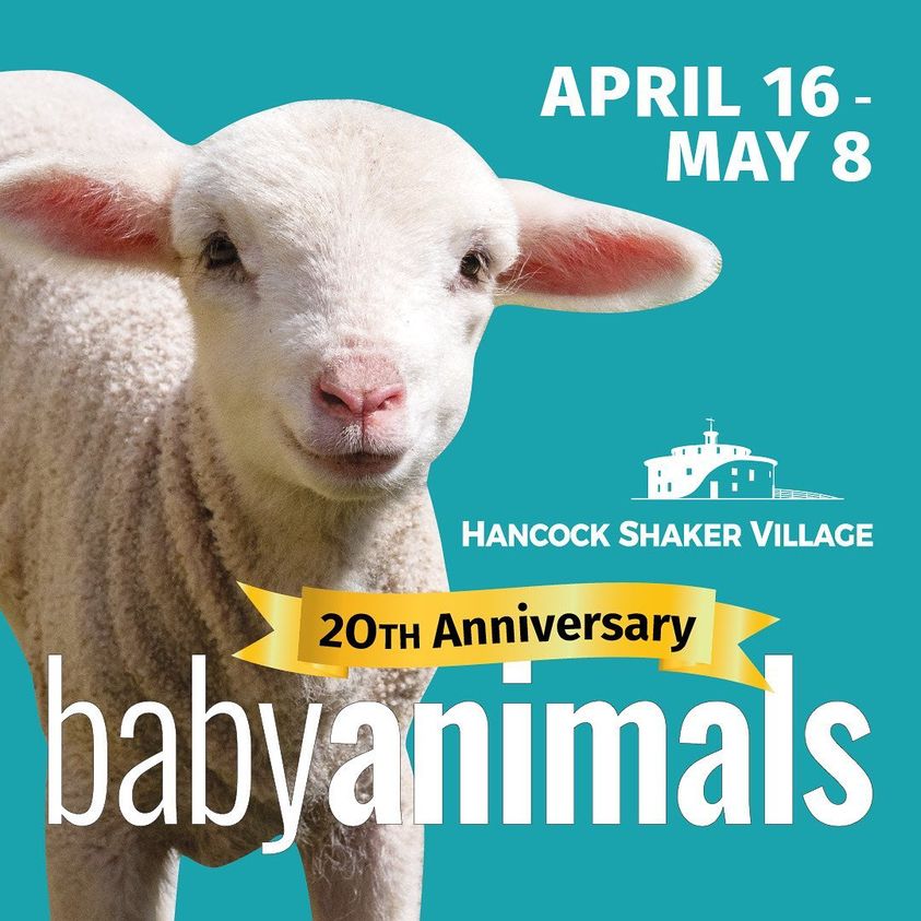 Baby Animals 20th Anniversary, Pittsfield MA, Hancock Shaker Village