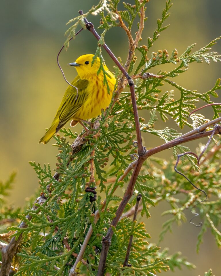 Family Bird Activities
