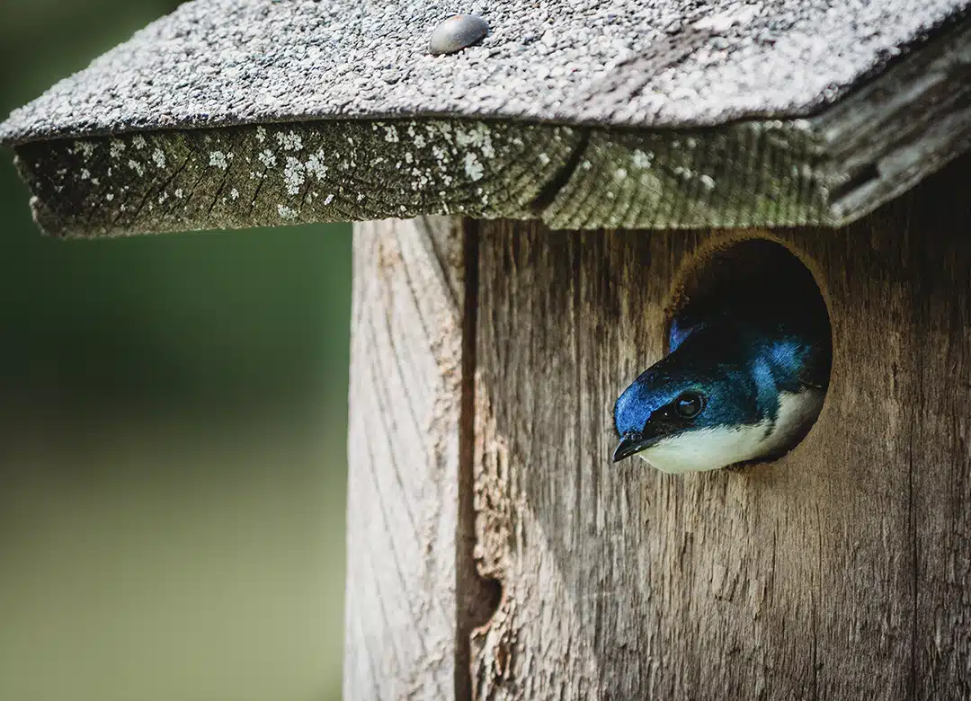 Swallows and Other Breeding Birds